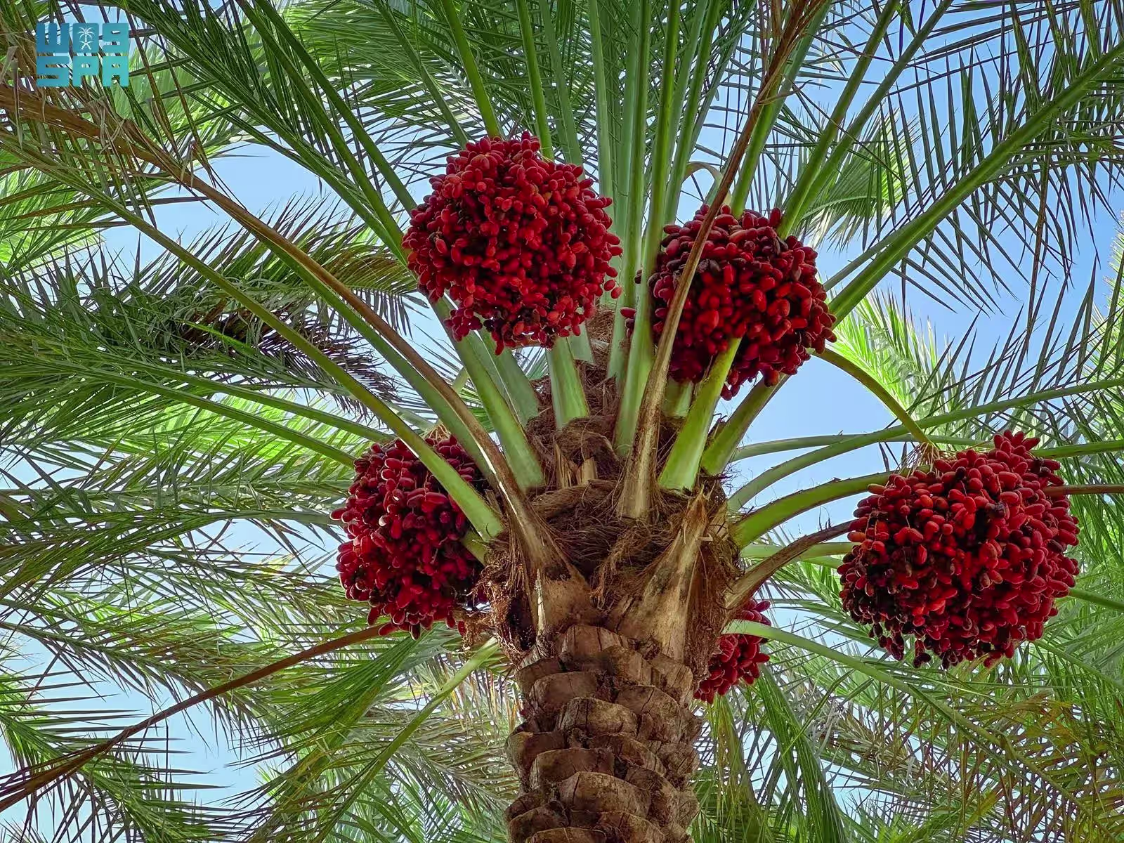 المناظر الزراعية الخصبة في الجوف