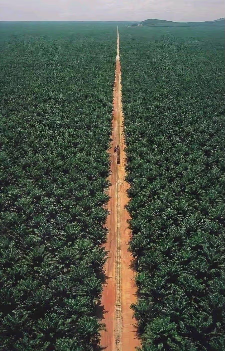 ظلال النخيل الكثيفة في القصيم